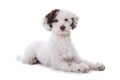 Cute mixed breed poodle dog Royalty Free Stock Photo